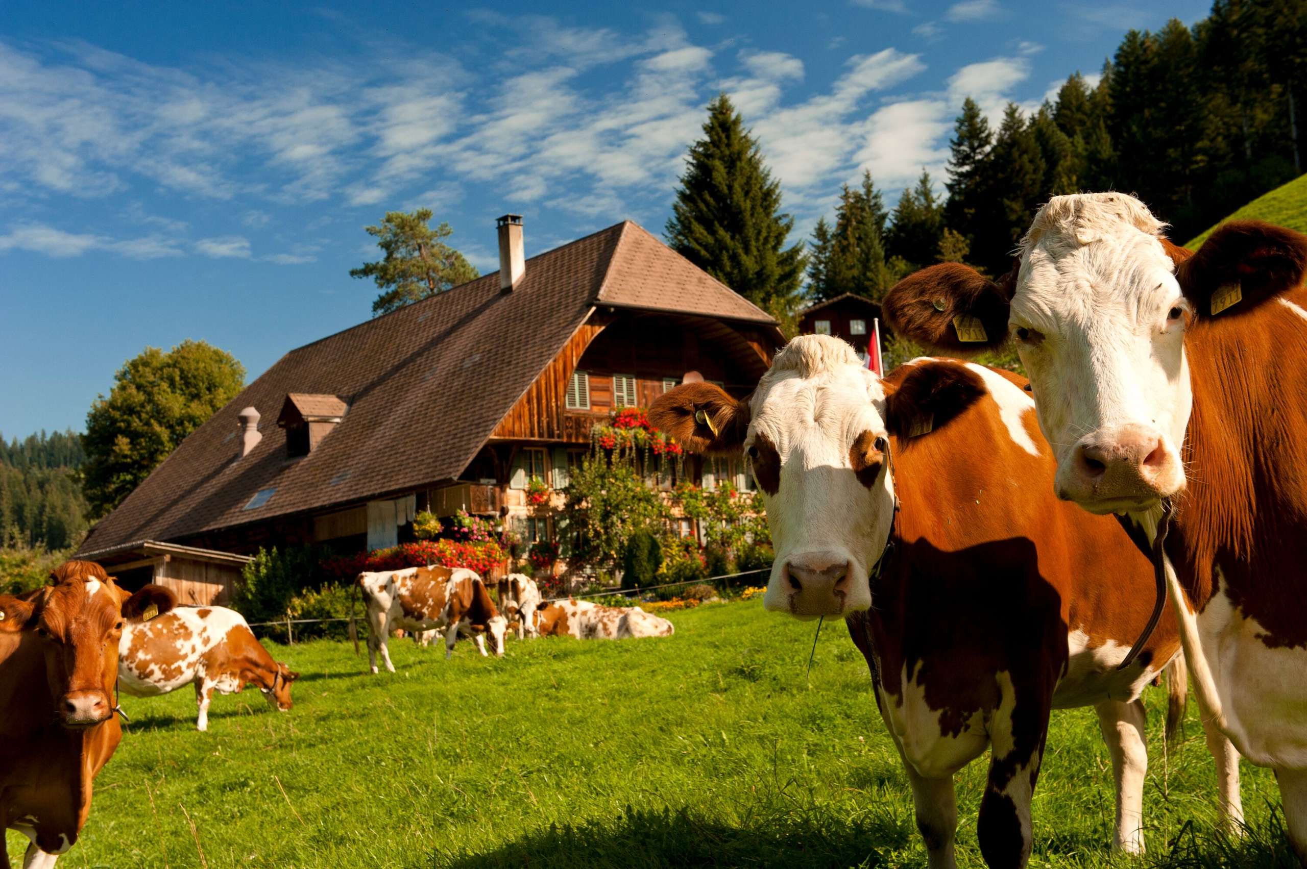 Wenn man im Emmental unterwegs ist, beochten immer mal wieder Kühe was man so treibt.